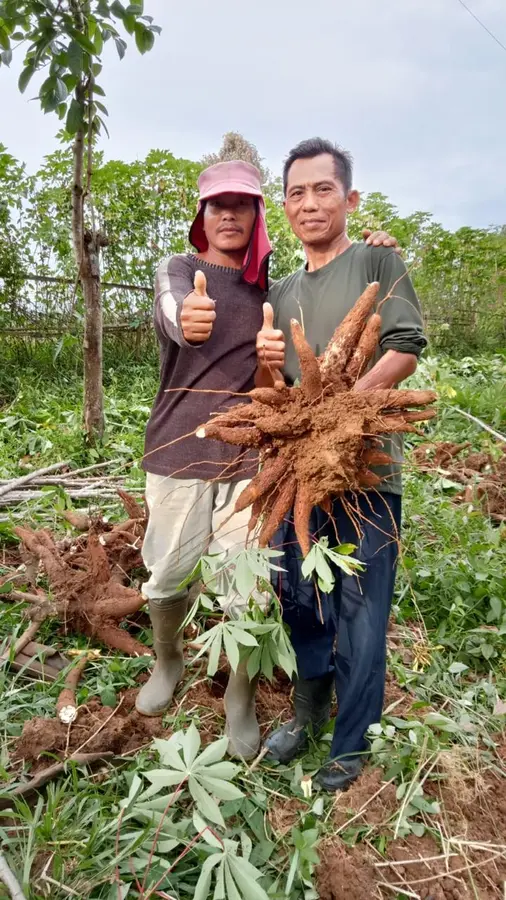 Petani Singkong Lokal